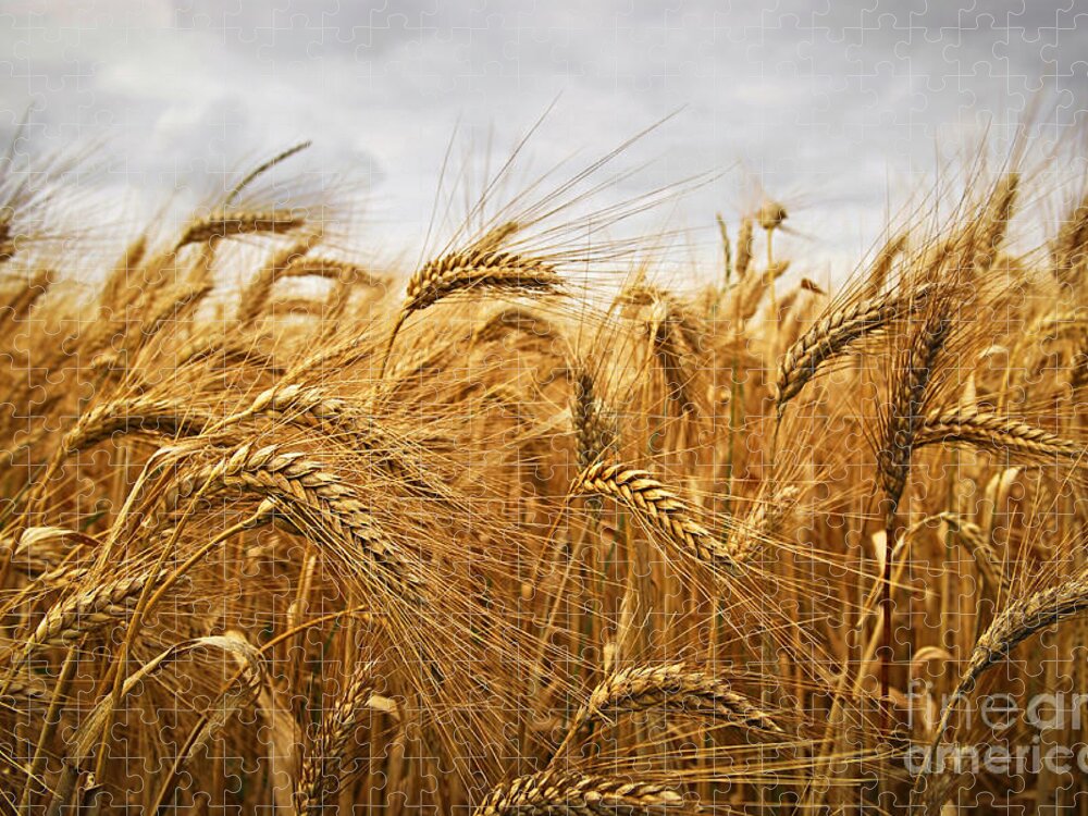 Wheat Jigsaw Puzzle featuring the photograph Wheat by Elena Elisseeva
