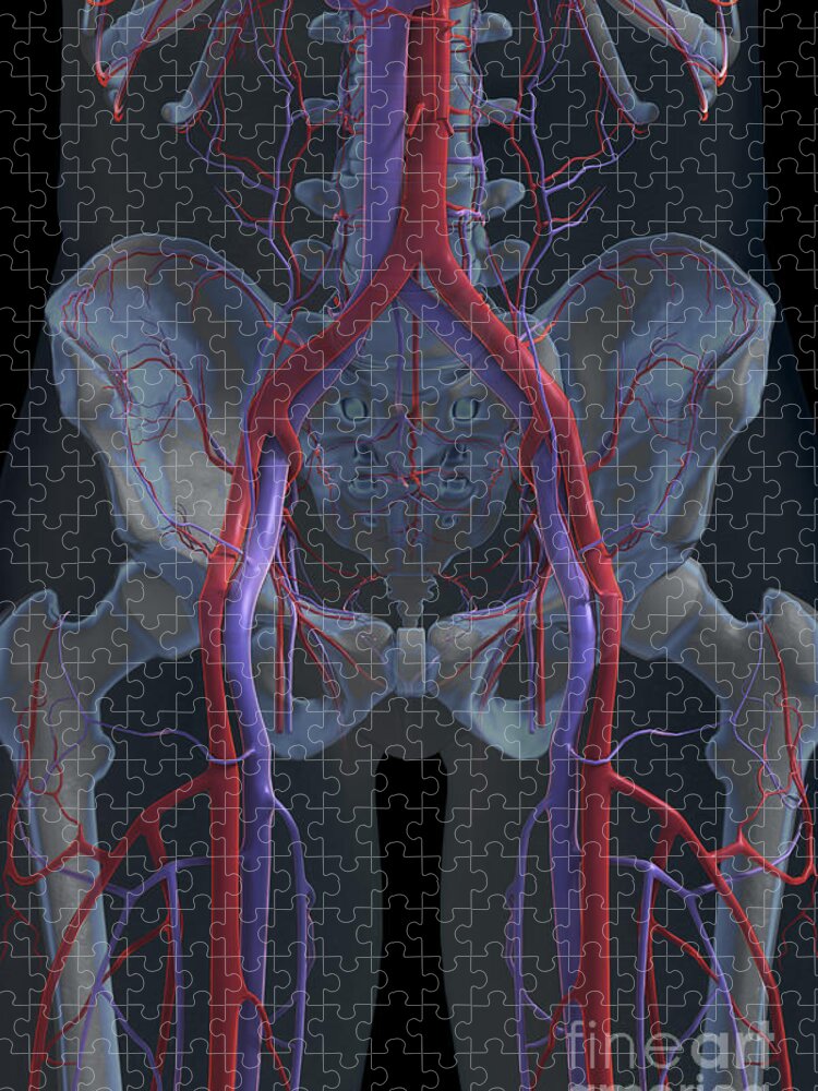 Transparent Jigsaw Puzzle featuring the photograph The Cardiovascular System #36 by Science Picture Co