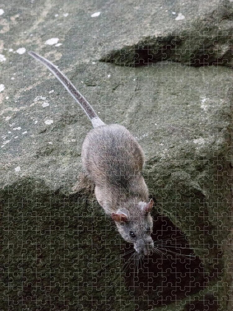 Allegheny Woodrat Jigsaw Puzzle featuring the photograph Allegheny Woodrat Neotoma Magister by David Kenny