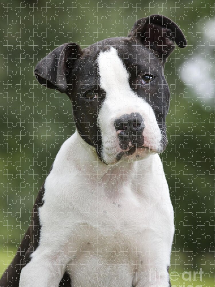 https://render.fineartamerica.com/images/rendered/default/flat/puzzle/images-medium-5/3-american-staffordshire-terrier-puppy-johan-de-meester.jpg?&targetx=0&targety=-62&imagewidth=750&imageheight=1124&modelwidth=750&modelheight=1000&backgroundcolor=454C33&orientation=1&producttype=puzzle-18-24&brightness=196&v=6