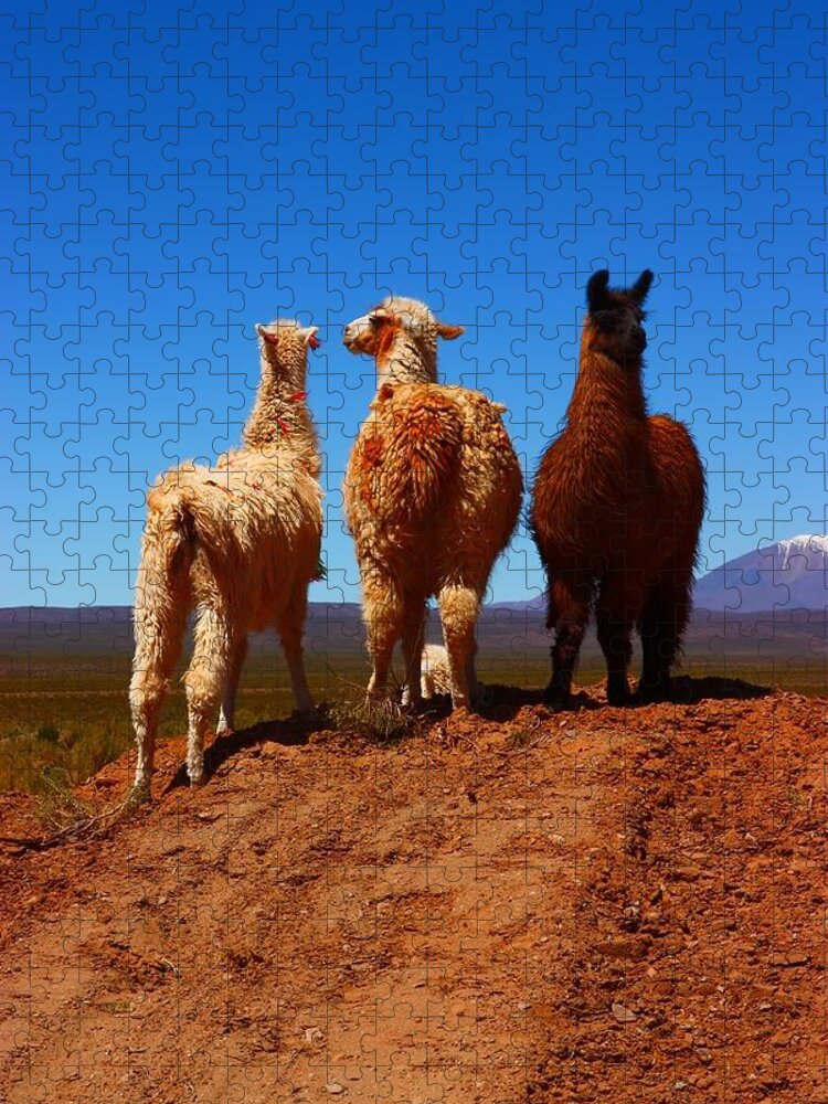 Argentina Jigsaw Puzzle featuring the photograph 3 Amigos by FireFlux Studios