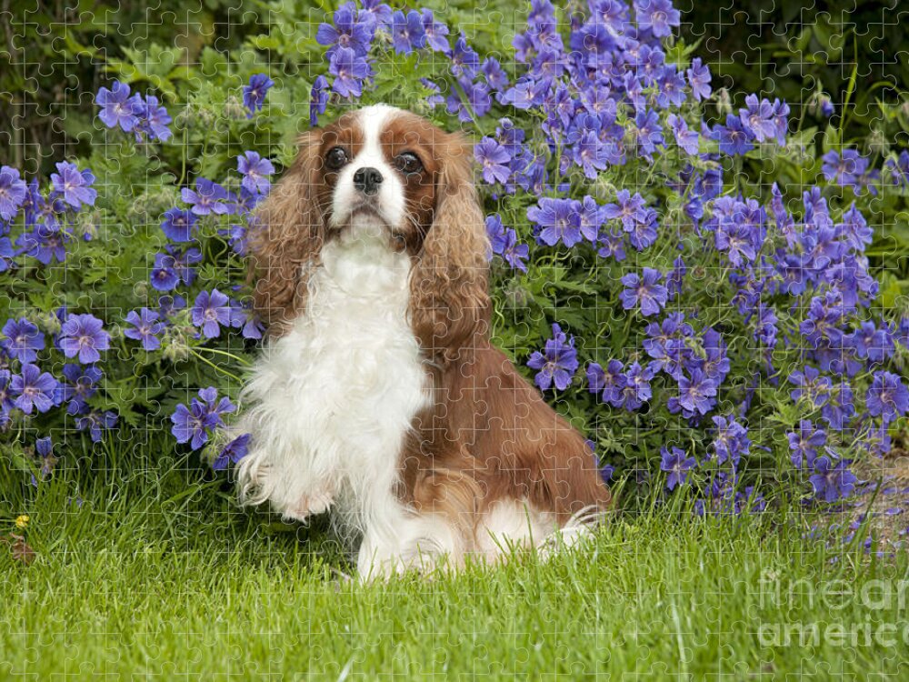Dog Jigsaw Puzzle featuring the photograph Cavalier King Charles Spaniel #3 by John Daniels