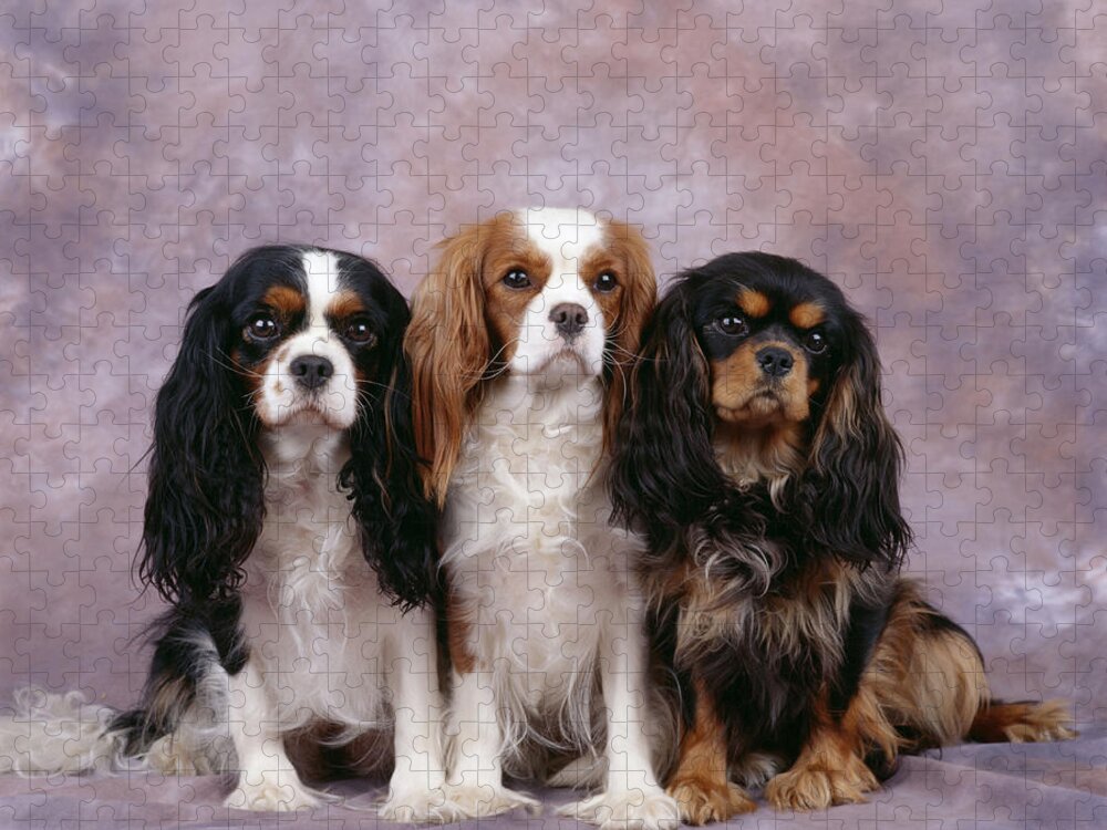 Dog Jigsaw Puzzle featuring the photograph Cavalier King Charles Spaniels by John Daniels