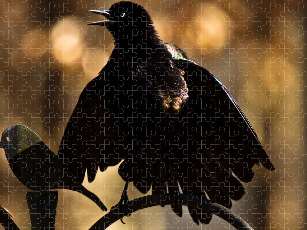 Common Grackle Jigsaw Puzzle featuring the photograph Common Grackle #3 by Robert L Jackson