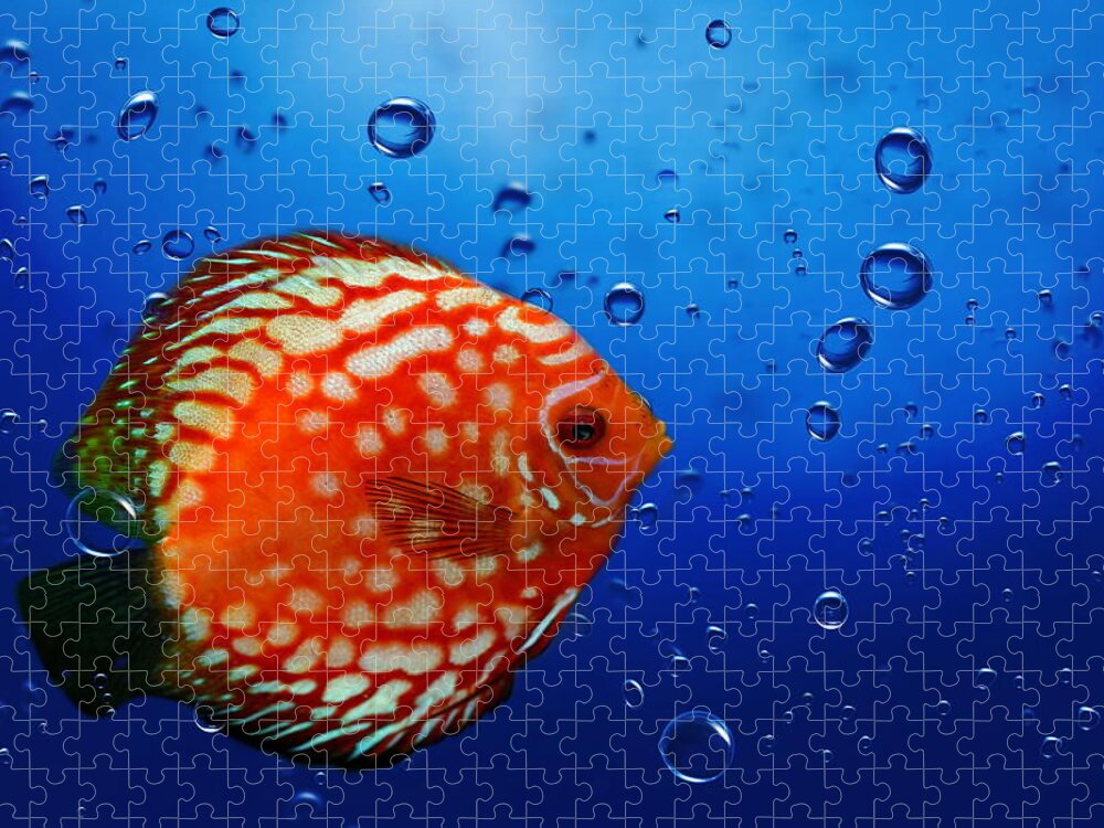 Fish Jigsaw Puzzle featuring the photograph Discus fish #3 by Heike Hultsch