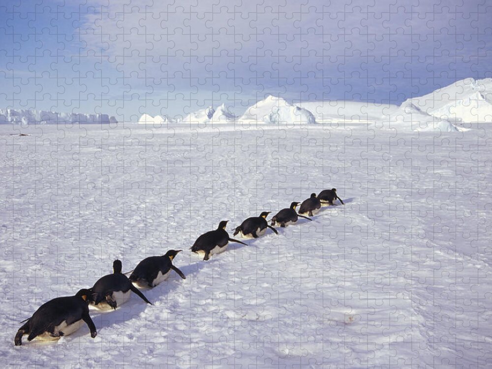 Feb0514 Jigsaw Puzzle featuring the photograph Emperor Penguins Tobogganing Antarctica #3 by Tui De Roy