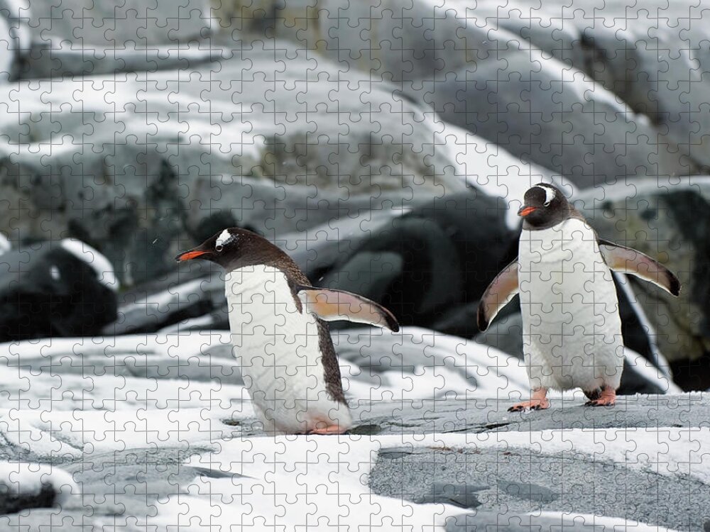 Following Jigsaw Puzzle featuring the photograph Gentoo Penguins Pygoscelis Papua #3 by Jim Julien / Design Pics