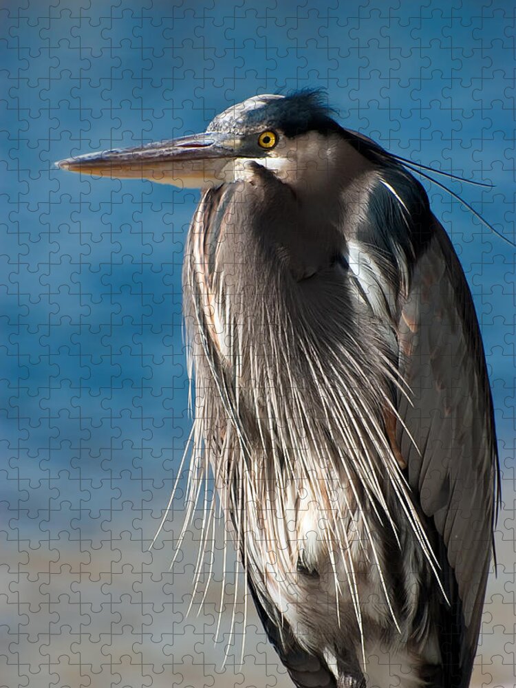 Ardea Herodias Jigsaw Puzzle featuring the photograph Great Blue Heron #3 by Richard Leighton