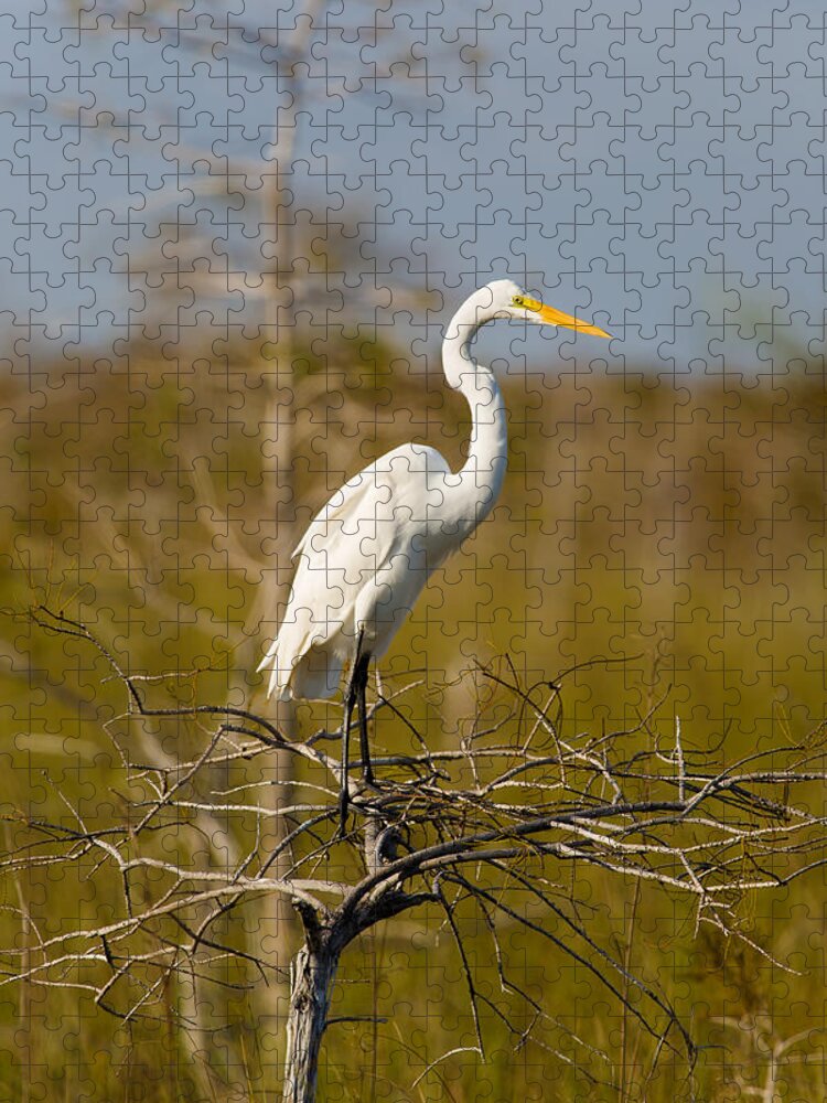 Egret Jigsaw Puzzle featuring the photograph Great White Egret by Raul Rodriguez