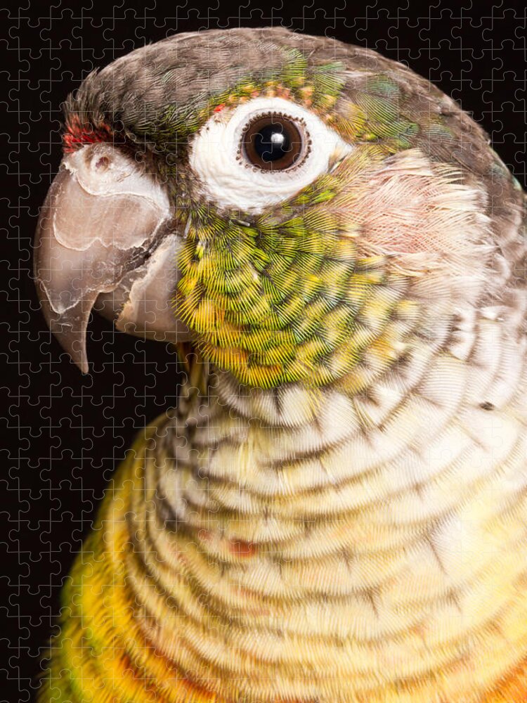 Green-cheeked Conure Jigsaw Puzzle featuring the photograph Green-cheeked Conure Pyrrhura Molinae #3 by David Kenny