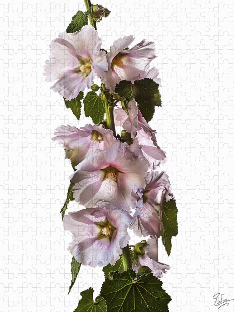 Flower Jigsaw Puzzle featuring the photograph Hollyhock by Endre Balogh