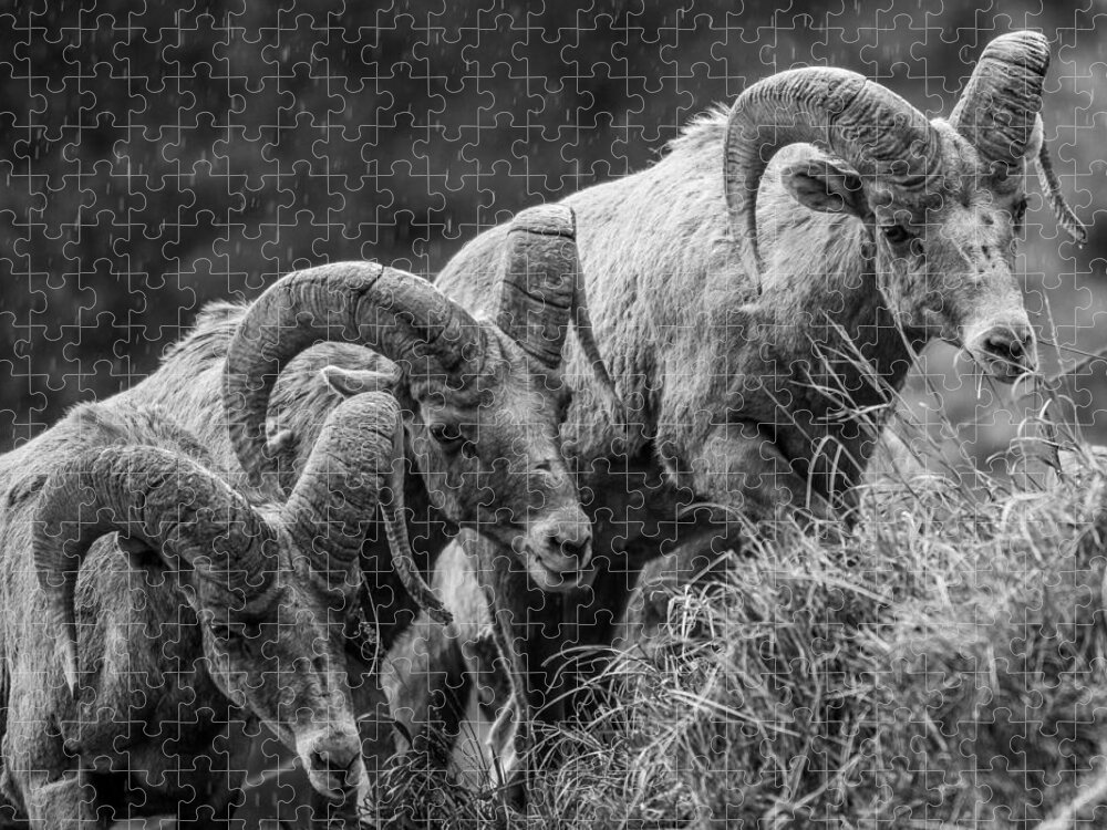 Big Horn Sheep Jigsaw Puzzle featuring the photograph 3 Kings by Kevin Dietrich
