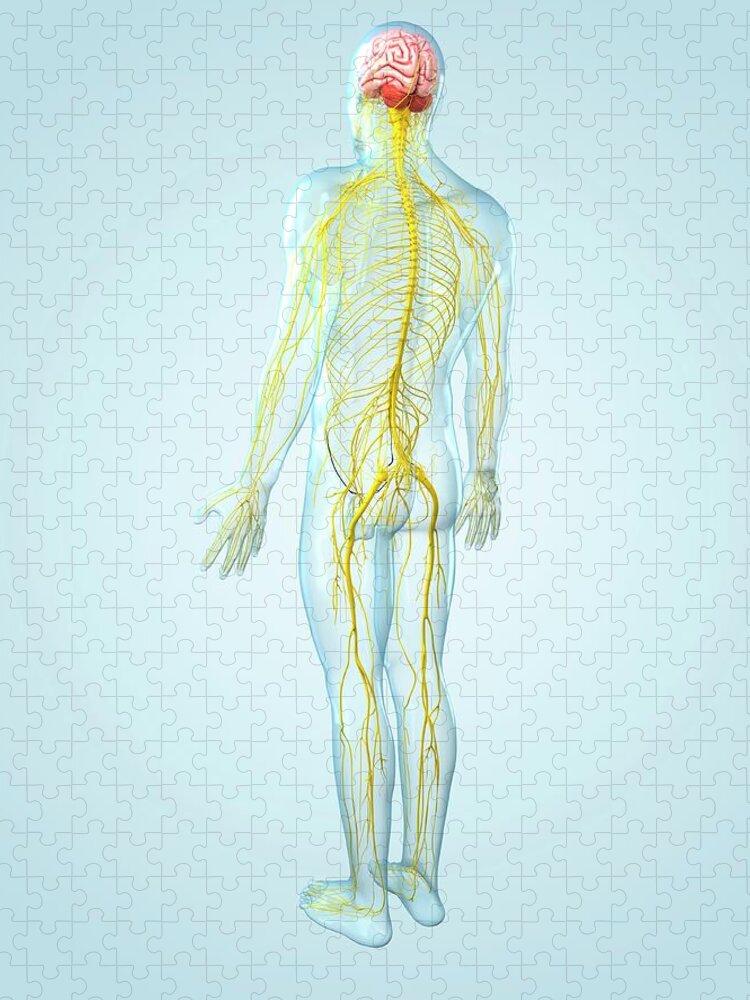 Physiology Jigsaw Puzzle featuring the digital art Nervous System, Artwork #3 by Sciepro
