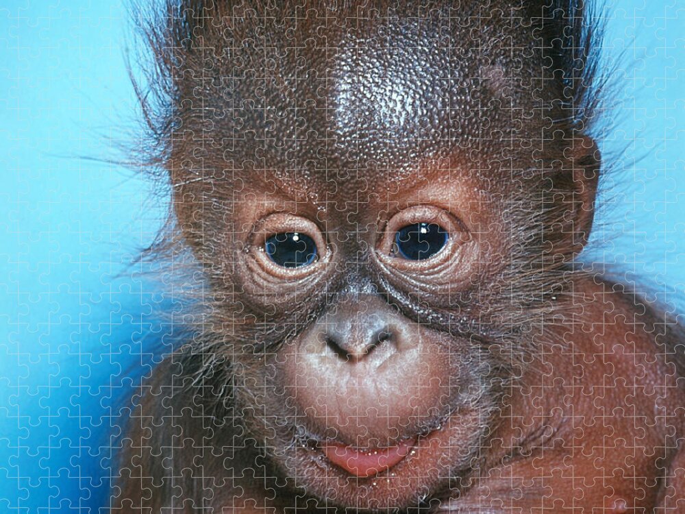 Animal Jigsaw Puzzle featuring the photograph Orangutan Pongo Pygmaeus Baby by Toni Angermayer