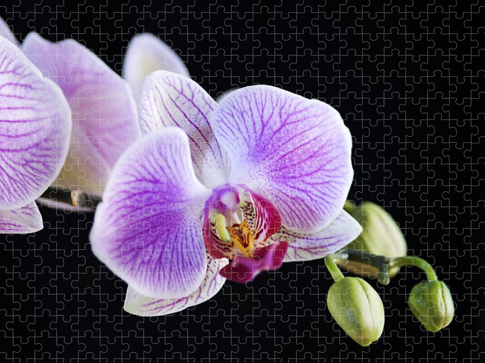 Orchid Jigsaw Puzzle featuring the photograph Pink Orchid flower by Michalakis Ppalis