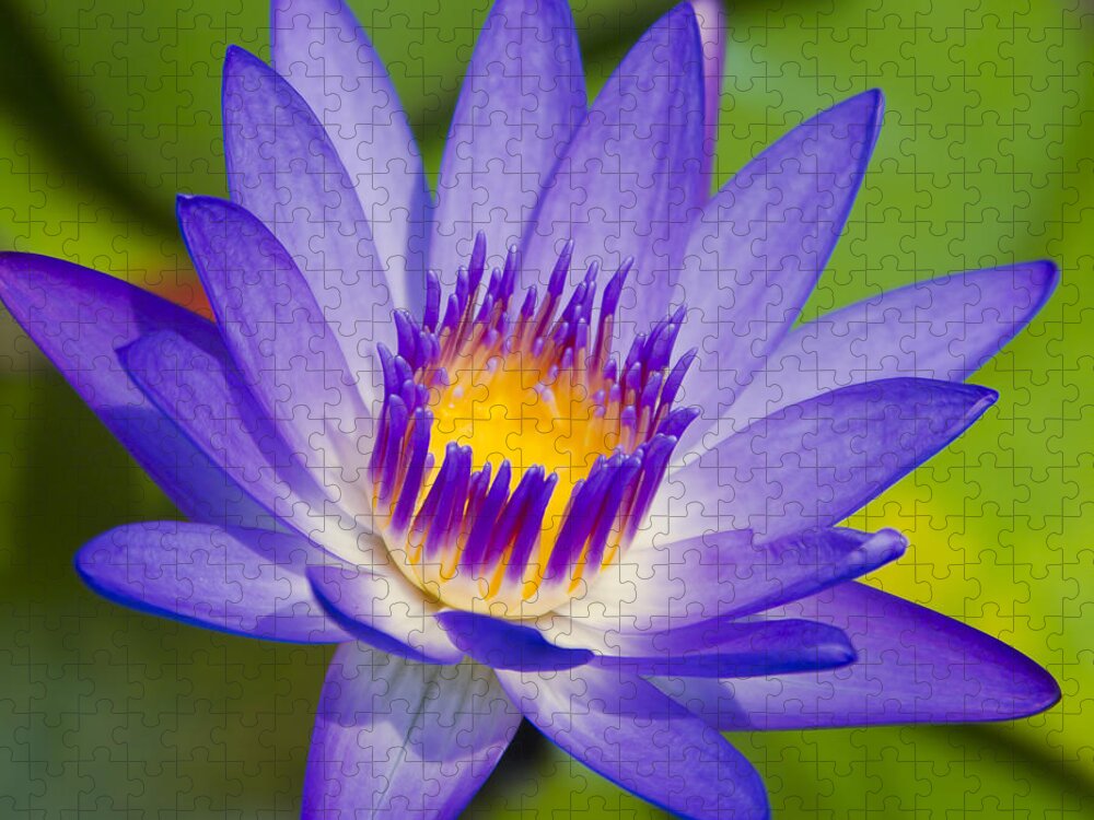 Water Lily Jigsaw Puzzle featuring the photograph Pupukea Garden Breeze #3 by Sharon Mau