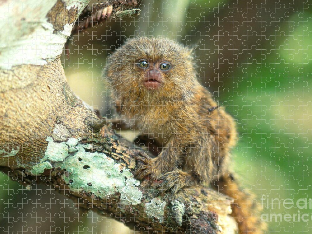 Animal Jigsaw Puzzle featuring the photograph Pygmy Marmoset #3 by Art Wolfe