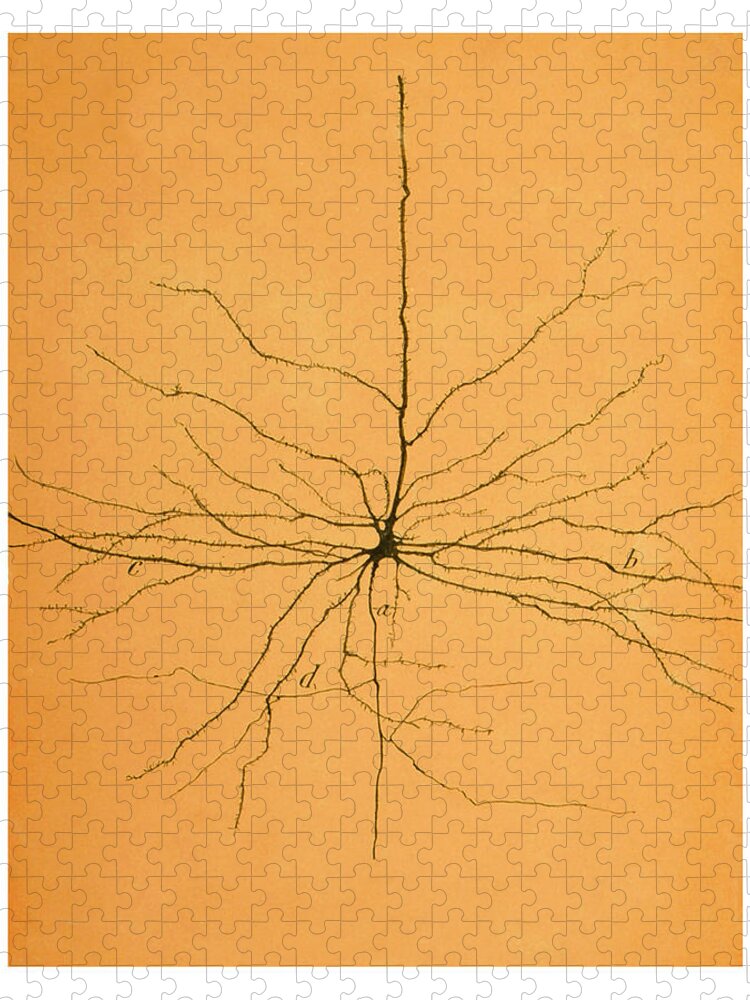 Pyramidal Cell Jigsaw Puzzle featuring the photograph Pyramidal Cell In Cerebral Cortex, Cajal #4 by Science Source