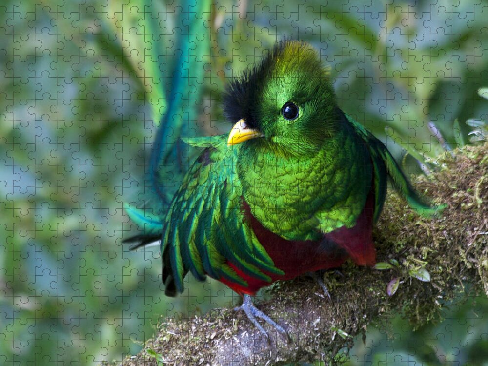 Bird Jigsaw Puzzle featuring the photograph Quetzal #2 by Heiko Koehrer-Wagner