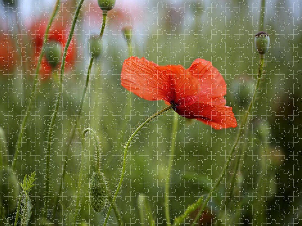 Poppy Jigsaw Puzzle featuring the photograph Red Poppy Flowers by Nailia Schwarz