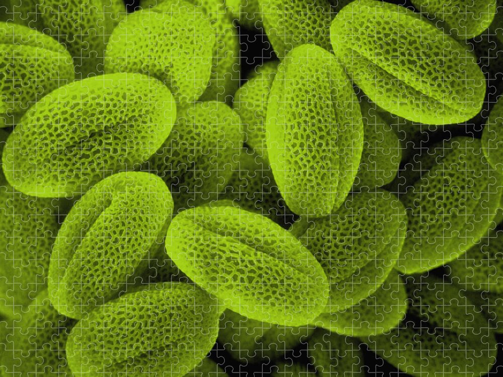 Sem Jigsaw Puzzle featuring the photograph Sem Of Grass Pollen #2 by David M Phillips