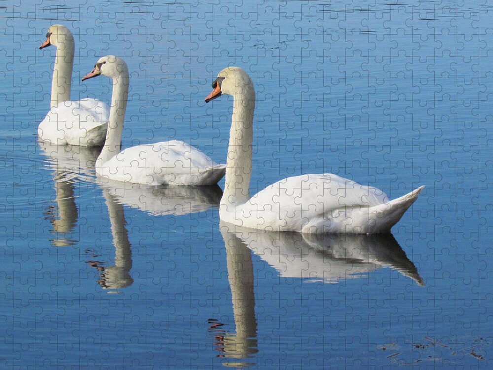 Swans Jigsaw Puzzle featuring the photograph 3 Swans A-Swimming by Lori Lafargue