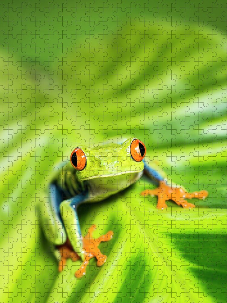 Heliconia Jigsaw Puzzle featuring the photograph Tropical Red-eyed Tree Frog Agalychnis #3 by Josh Miller Photography