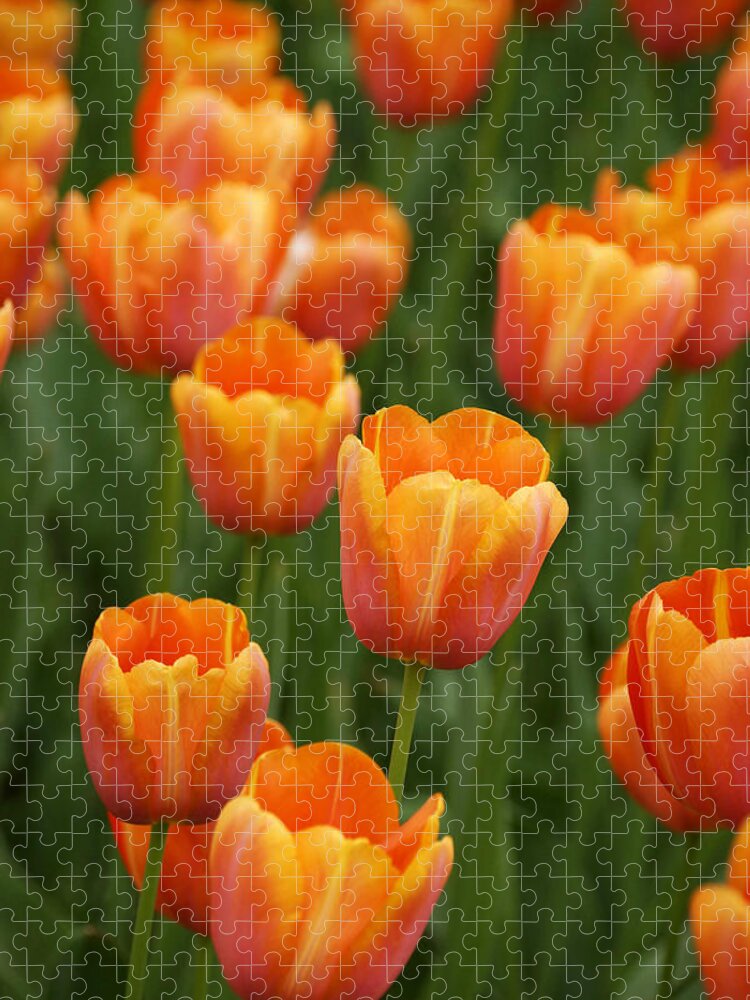 Feb0514 Jigsaw Puzzle featuring the photograph Tulip Flower Garden Japan #3 by Hiroya Minakuchi