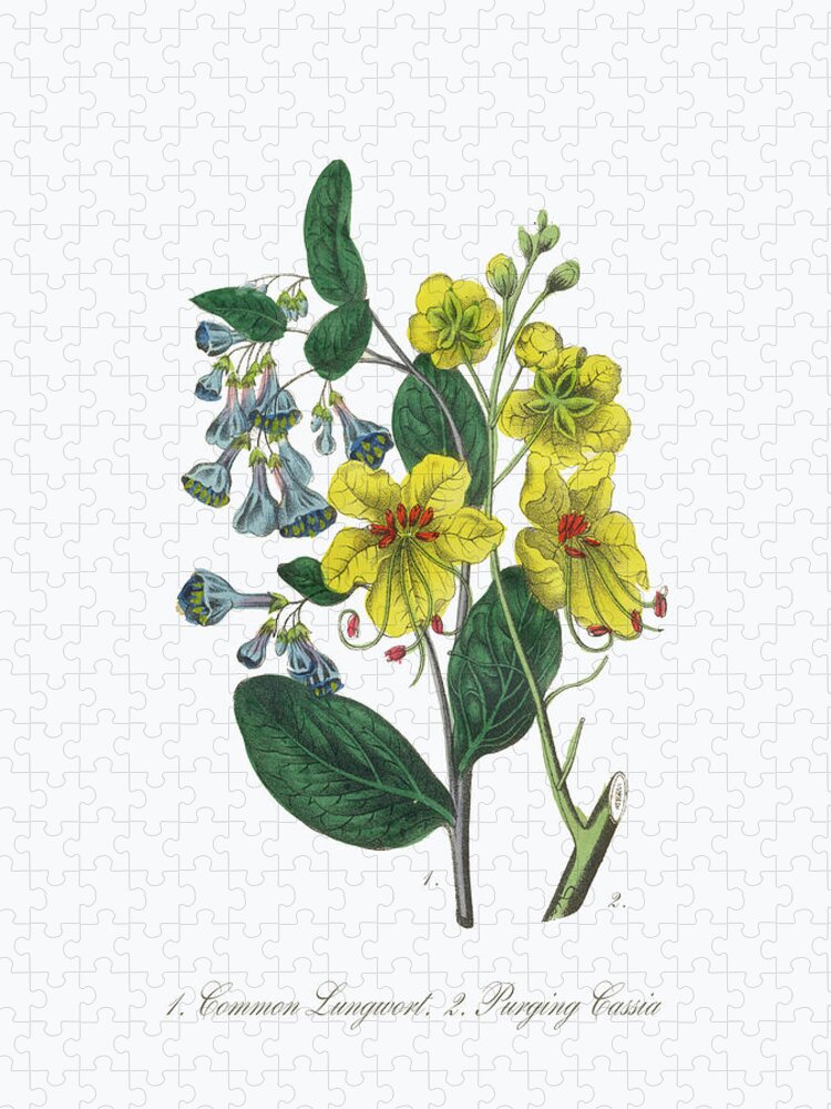 White Background Puzzle featuring the digital art Victorian Botanical Illustration Of by Bauhaus1000