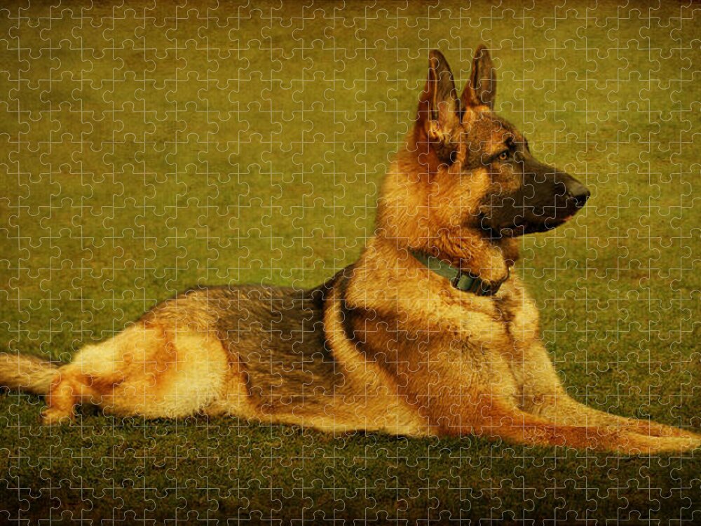 German Shepherd Jigsaw Puzzle featuring the photograph Watching #3 by Sandy Keeton