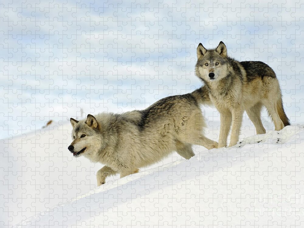 Canis Lupus Jigsaw Puzzle featuring the photograph Wolves In Winter #3 by John Shaw