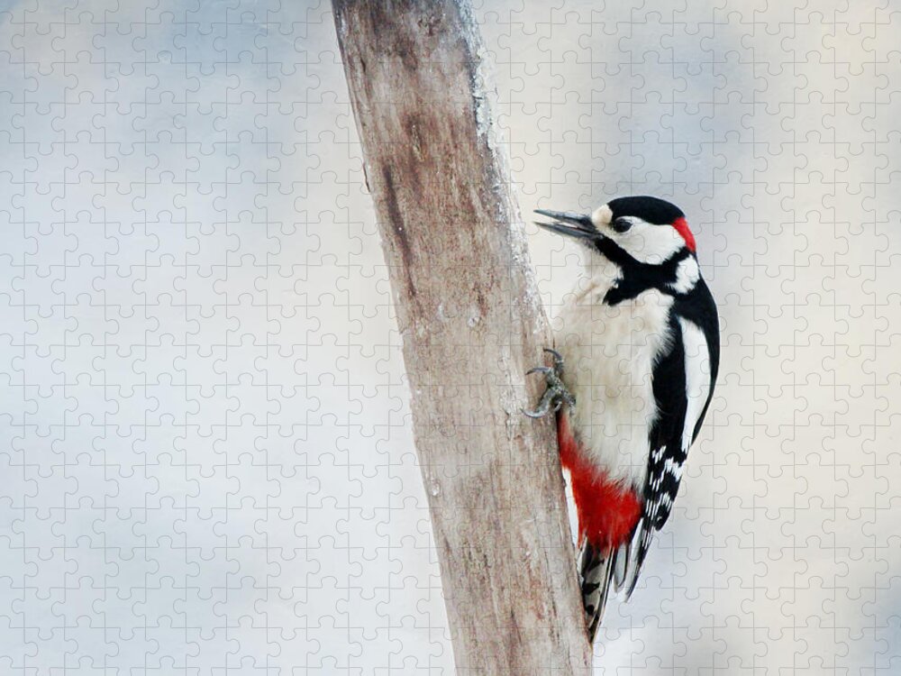 Animal Jigsaw Puzzle featuring the photograph Woodpecker #3 by Heike Hultsch