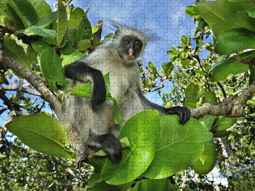 Thomas Marent Jigsaw Puzzle featuring the photograph Zanzibar Red Colobus In Tree Jozani #3 by Thomas Marent