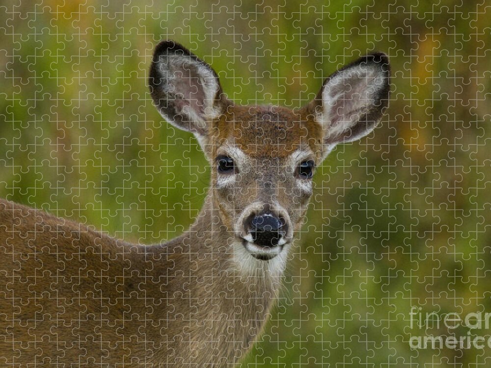 Capreolinae Jigsaw Puzzle featuring the photograph White-tailed Doe #31 by Linda Freshwaters Arndt