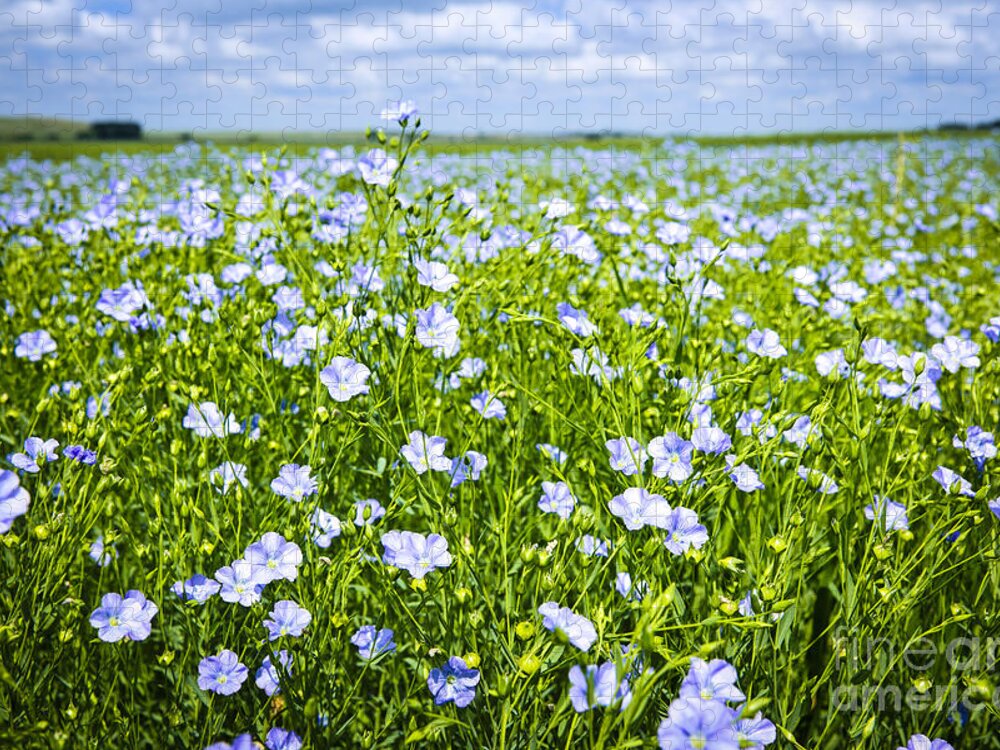 Flax Jigsaw Puzzle featuring the photograph Blooming flax field 1 by Elena Elisseeva