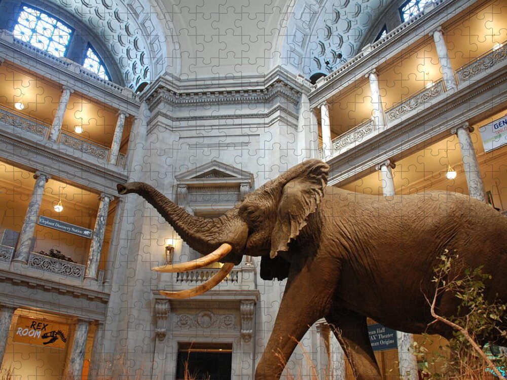 Bull Elephant Jigsaw Puzzle featuring the photograph Bull Elephant in Natural History Rotunda by Kenny Glover