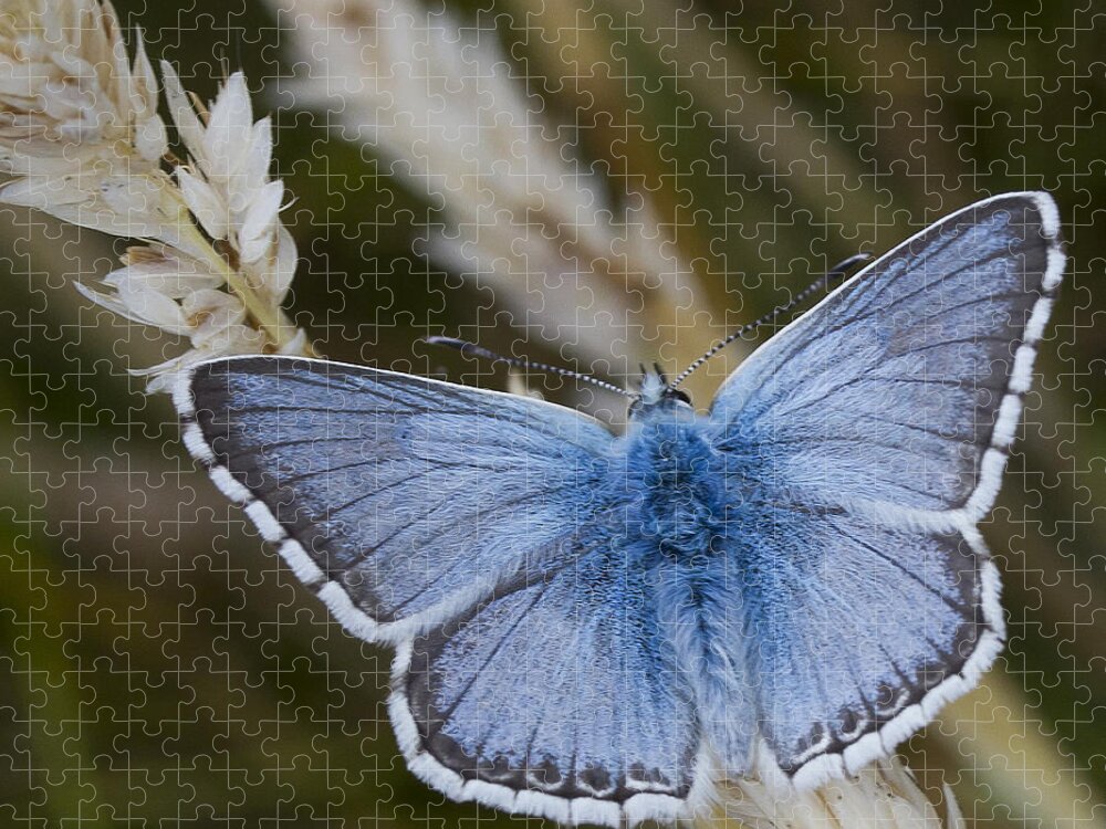 Common Jigsaw Puzzle featuring the photograph Common Blue Butterfly #2 by Shirley Mitchell