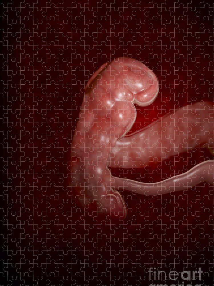 Pregnant Jigsaw Puzzle featuring the photograph Embryo Development Week 5 #4 by Science Picture Co
