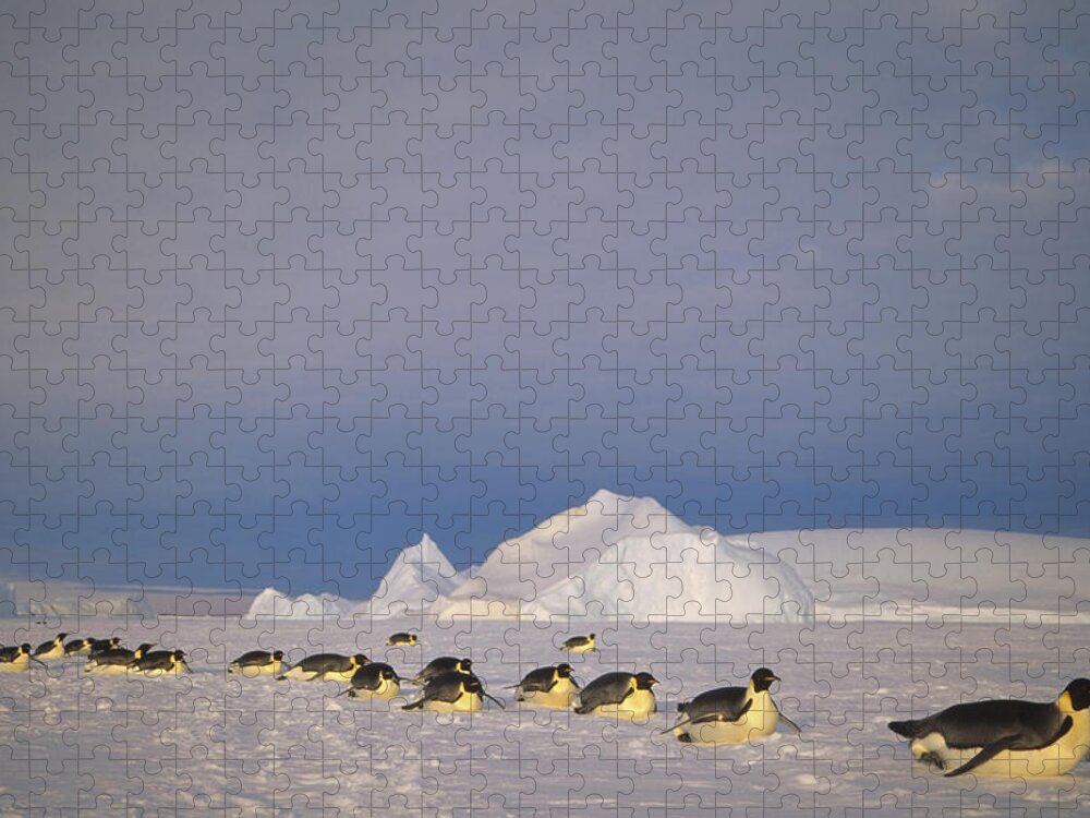 Feb0514 Jigsaw Puzzle featuring the photograph Emperor Penguins Tobogganing Antarctica #4 by Tui De Roy
