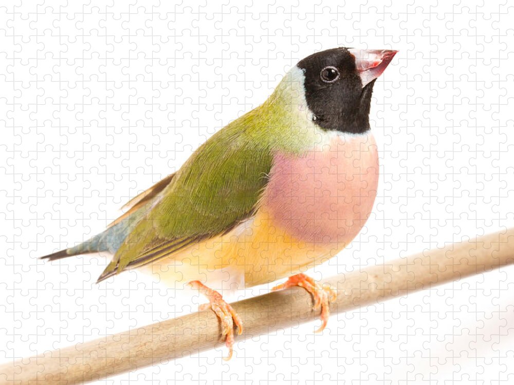 Animal Jigsaw Puzzle featuring the photograph Gouldian Finch Erythrura Gouldiae #4 by David Kenny