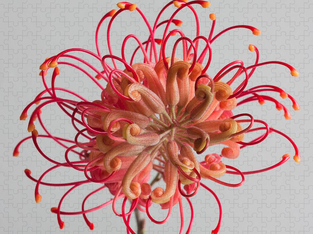 Grevillea Jigsaw Puzzle featuring the photograph Grevillea flower by Shirley Mitchell