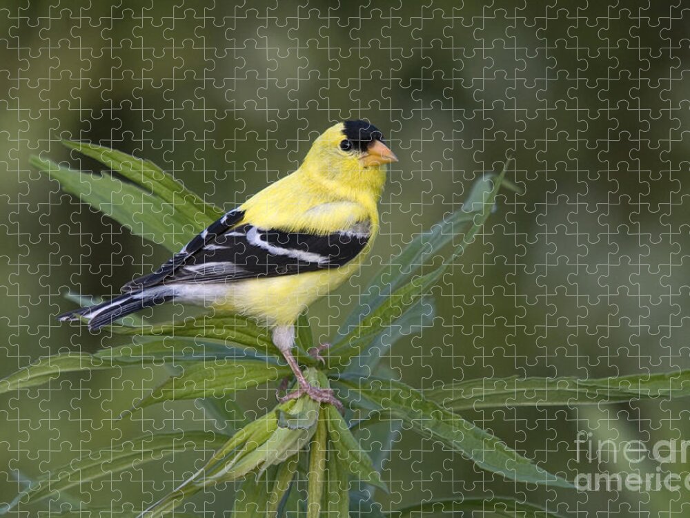 Fauna Jigsaw Puzzle featuring the photograph Male American Goldfinch #4 by Linda Freshwaters Arndt