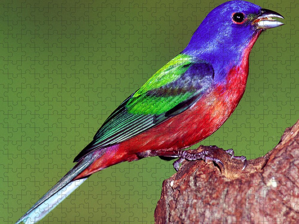 Nature Jigsaw Puzzle featuring the photograph Painted Bunting #4 by Millard H. Sharp