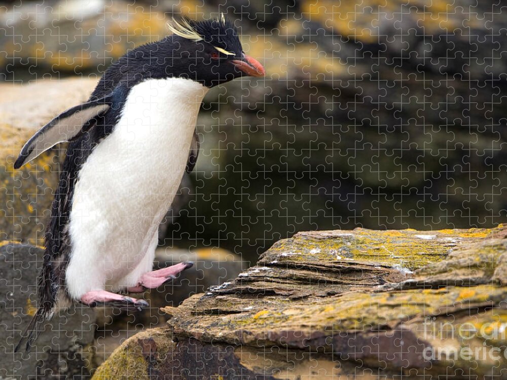 Southern Rockhopper Penguin Jigsaw Puzzle featuring the photograph Rockhopper Penguin by John Shaw