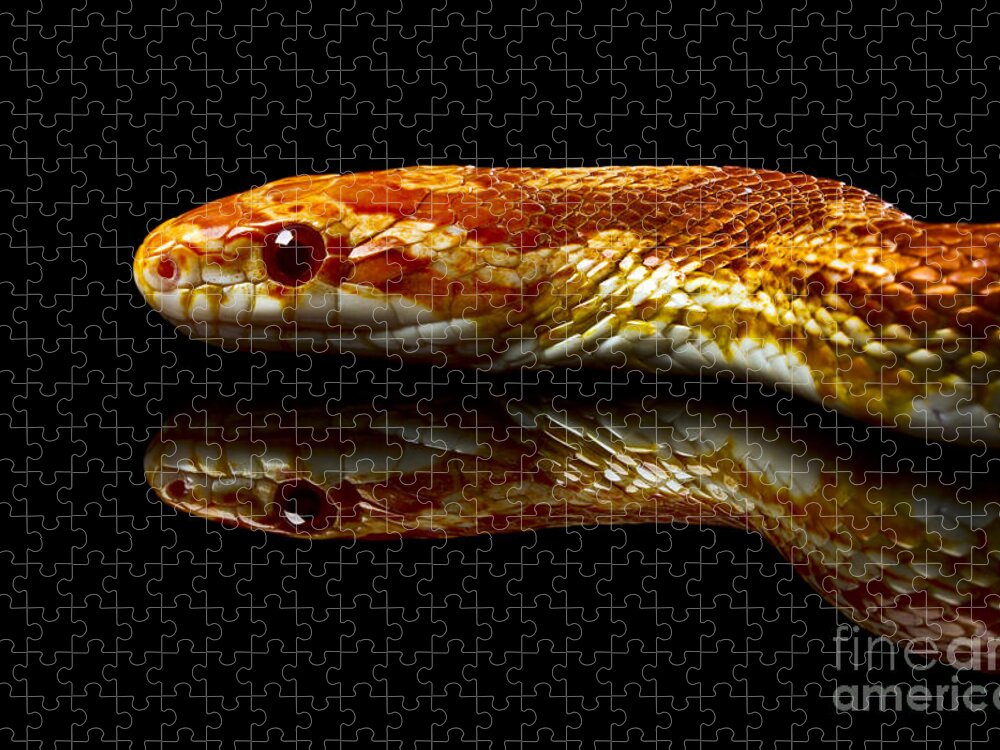 Snake Jigsaw Puzzle featuring the photograph Snake #4 by Gunnar Orn Arnason