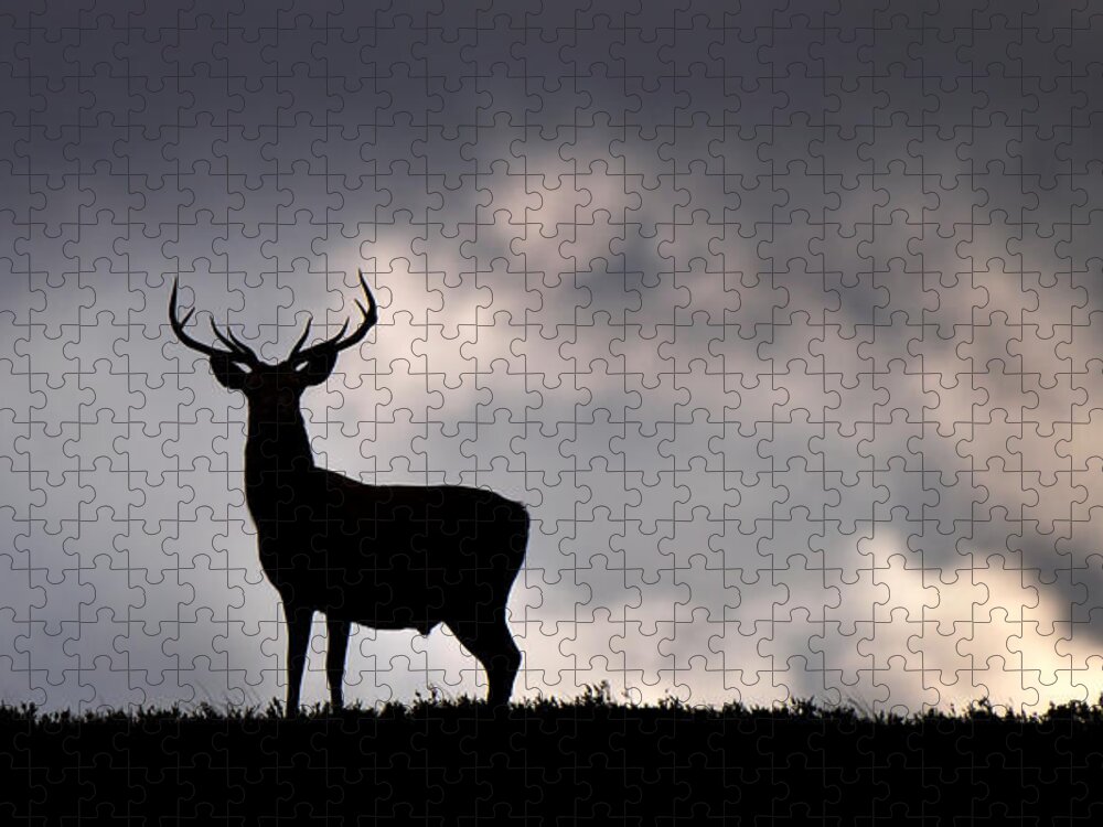 Stag Silhouette Jigsaw Puzzle featuring the photograph Stag Silhouette #4 by Gavin Macrae