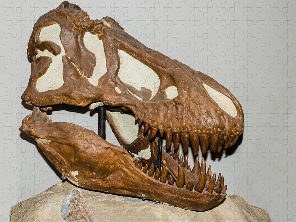 Nature Jigsaw Puzzle featuring the photograph Tyrannosaurus Rex Skull #4 by Millard H. Sharp