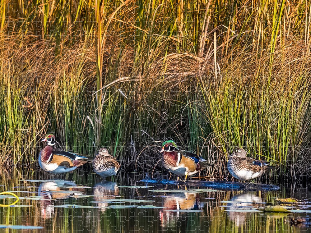 Duck Jigsaw Puzzle featuring the photograph 4 Wood Ducks by Paul Freidlund