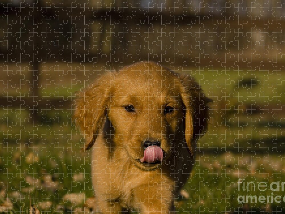 Adorable Jigsaw Puzzle featuring the photograph Golden Retriever Pup #5 by Linda Freshwaters Arndt