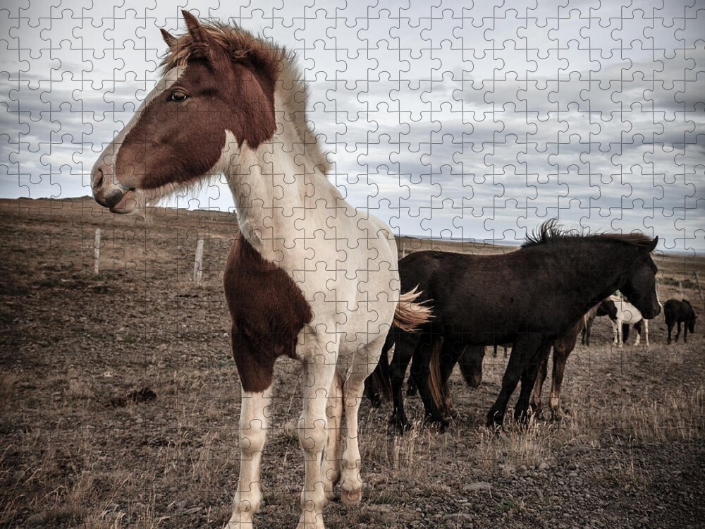 Europe Jigsaw Puzzle featuring the photograph Icelandic ponies #6 by Alexey Stiop